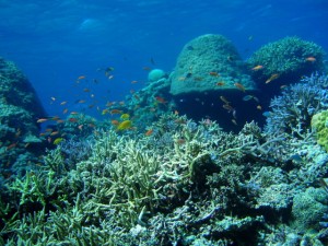 石垣島のサンゴ2